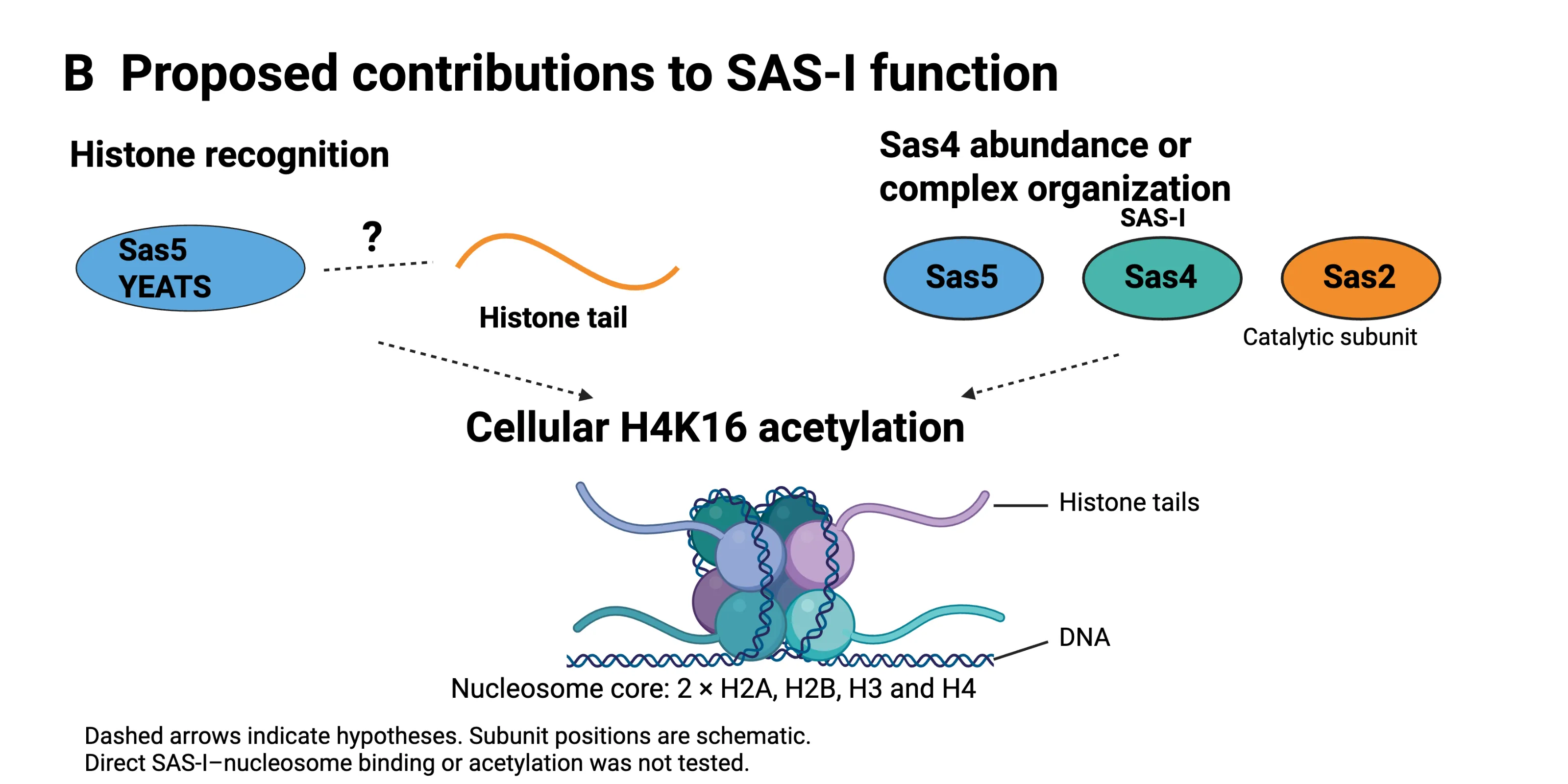 Schematic. Left, Sas5 YEATS beside a histone tail with a question mark. Right, the three SAS-I subunits Sas5, Sas4 and Sas2. Dashed arrows from both lead to "Cellular H4K16 acetylation" above a drawing of a nucleosome.