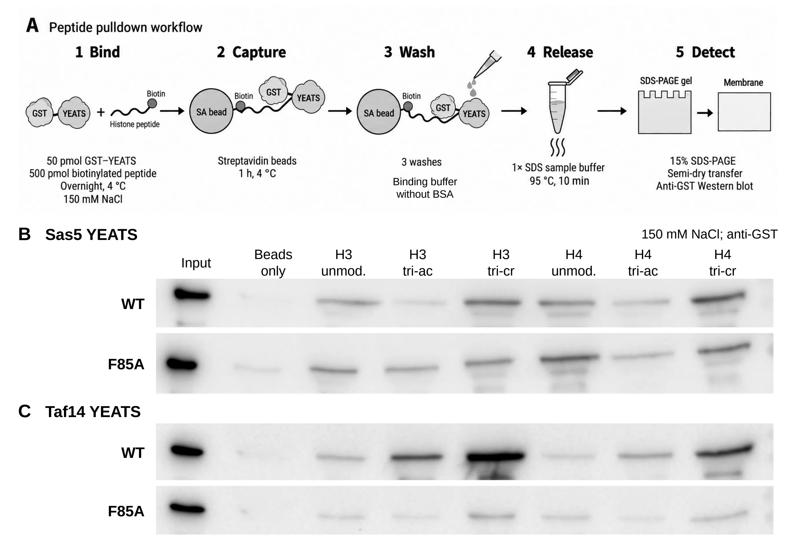Workflow diagram of a five-step peptide pulldown (bind, capture, wash, release, detect) above immunoblots. Sas5 wild-type and F85A rows show bands for all six H3 and H4 peptides. Taf14 wild-type shows strong bands for acylated peptides; the Taf14 F85A row is faint throughout.